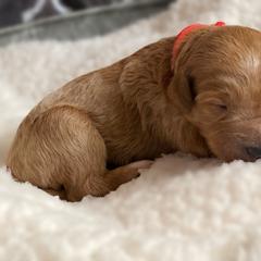 Double Doodle and Goldendoodle Puppies from Golden Paw Doodles