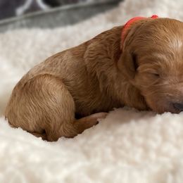 Double Doodle and Goldendoodle Puppies from Golden Paw Doodles