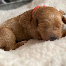 Double Doodle and Goldendoodle Puppies from Golden Paw Doodles