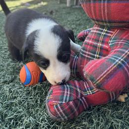 Girl 4 (433) - Black and white female Border Collie puppy in Temecula, California from Gibson's Border Collies