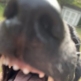 German Shepherd Puppies from Paws Of Germany