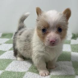 Vela (bluie merle) - Blue merle and white female American Corgi puppy in Waco, Texas from The Comma Corgis