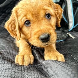 Golden Retriever Puppies from Golden Wiggle Retrievers