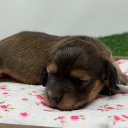 Dove - Cream female Dachshund puppy in Murfreesboro, Tennessee from Kimbrie's Dream Cream Doxies