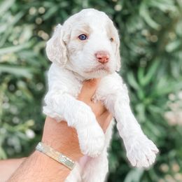 Boy 6 - Poodle puppy in La Verkin, Utah from LeBaron Standard Poodles