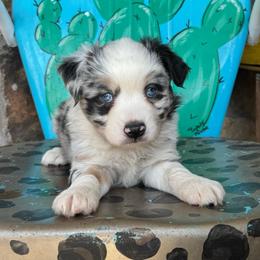 Studly - Blue merle male Toy Australian Shepherd puppy in Hawley, Texas from Foxy’s Dachshunds & Toy Aussies