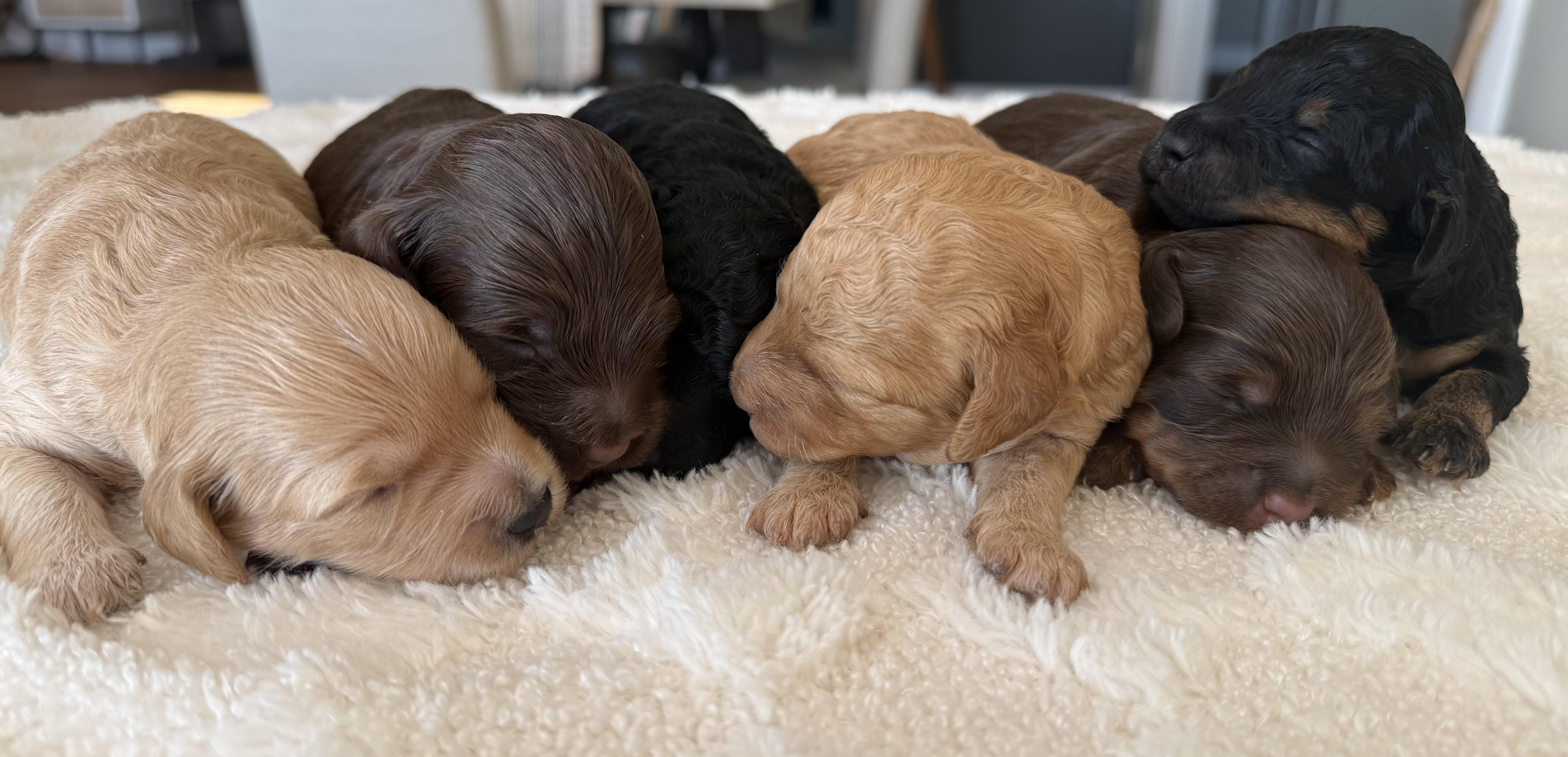 Stella’s Sweet Cockapoos in Minnesota | Cockapoo puppies | Good Dog