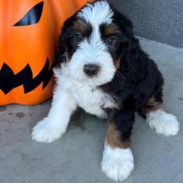 Sky - Tri-color female Bernedoodle puppy in Horseshoe Bend, Idaho from Over the Moon Poodles and Doodles