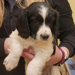 Boy 2 - Black and white English Springer Spaniel puppy in Dundas, Minnesota from Field Bred Springers
