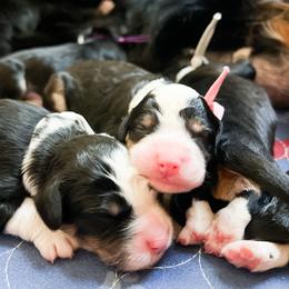 Bernedoodle, Goldendoodle, and Poodle Puppies from Teddy Doodles & Standard Poodles