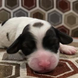 Sugar - Sable female Cavapoo puppy in Jarrell, Texas from Grapeshot Poodles & Doodles