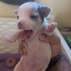 Viktor - Sporty Mix puppy in Glen Burnie, Maryland from Dauntless Chihuahuas