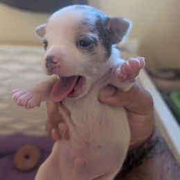 Viktor - Sporty Mix puppy in Glen Burnie, Maryland from Dauntless Chihuahuas