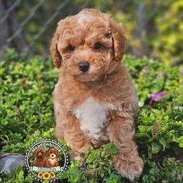 Theo - Red  male Poodle puppy in Salem, Missouri from Meadowbrook Poodles