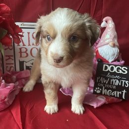 Miniature Australian Shepherd and Toy Australian Shepherd Puppies from Autumn & Colt’s Aussies