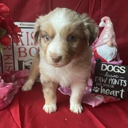 Miniature Australian Shepherd and Toy Australian Shepherd Puppies from Autumn & Colt’s Aussies