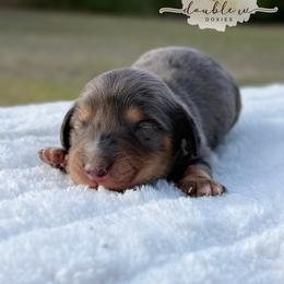 JETT - Dapple male Dachshund puppy in Alto, Texas from Double W Doxies