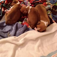 Boxer Puppies from Classic Boxers
