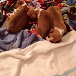 Boxer Puppies from Classic Boxers