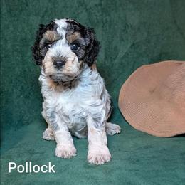 Pollock - Black and white male Cockapoo puppy in Sunset, Louisiana from Cano Cockapoos