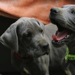 Great Dane Puppies from Sterling Danes