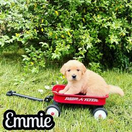 Emmie - Golden female Golden Retriever puppy in Salem, Virginia from Virginia Goldens