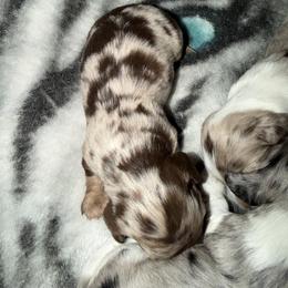 Male 2 - Dapple male Dachshund puppy in Delta, Colorado from Weinderful Dachshunds