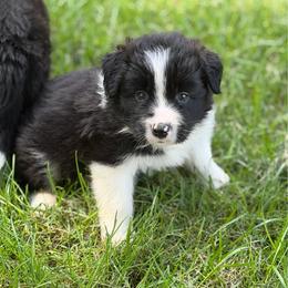 Thistle - Seal male Border Collie puppy in Lakeview, Michigan from Haven Creek Farm