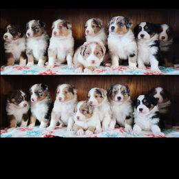 Australian Cattle Dog and Australian Shepherd Puppies from Silver Bitch Stables