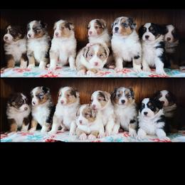 Australian Cattle Dog and Australian Shepherd Puppies from Silver Bitch Stables