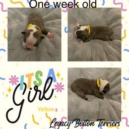 Boston Terrier Puppies from Legacy Boston Terriers