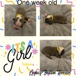 Boston Terrier Puppies from Legacy Boston Terriers