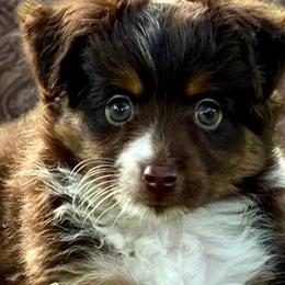 Australian Shepherds, Miniature Australian Shepherds, and Toy Australian Shepherds from Brushy Creek Aussies & Mini Aussies