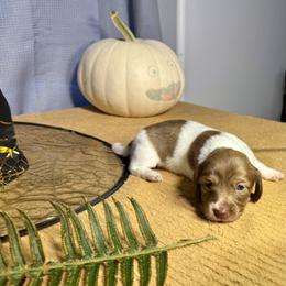 Jaycee - Piebald female Dachshund puppy in Springfield, Oregon from Storybook Dachshunds