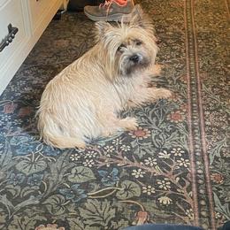 Peaches - Cairn Terrier