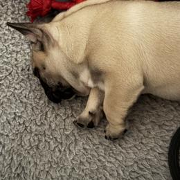 American Bully and French Bulldog Puppies from Bolt Action Kennel