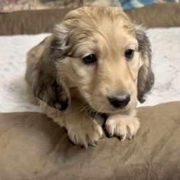 Zara's Shaded Cream Male - Cream male Dachshund puppy in Kalama, Washington from Dazzling Doxies