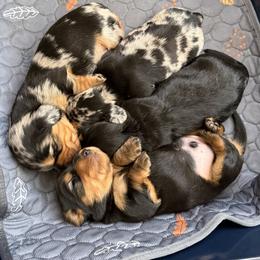 Dachshund puppies from Little Doxie Farm