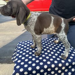 German Shorthaired Pointer All Grown Up from Vought's GSP Pups