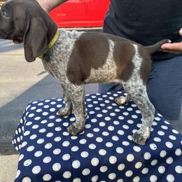 German Shorthaired Pointer All Grown Up from Vought's GSP Pups
