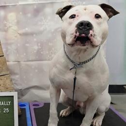 American Staffordshire Terriers from Woodshire AST Kennel