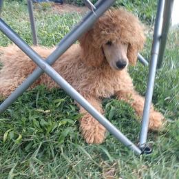 Orange Collar Boy - Apricot male Poodle puppy in Westminster, Massachusetts from APAW Poodles