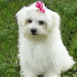 Sofia - Maltipoo