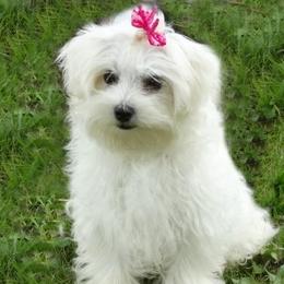 Sofia - Maltipoo