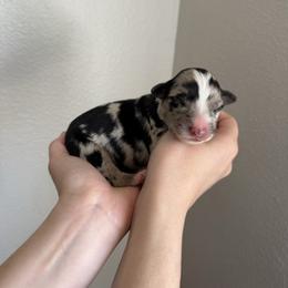 Snickers - Black tri-color female Australian Shepherd puppy in Weeki Wachee, Florida from Ace of Spades Australian Shepherds