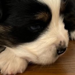 Australian Shepherd and Miniature Australian Shepherd Puppies from L Bar W Aussie Ranch