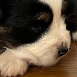 Australian Shepherd and Miniature Australian Shepherd Puppies from L Bar W Aussie Ranch