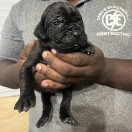 Cane Corso Puppies from Double C Cane Corso Kennel