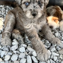 Girl 3 - Blue merle female Aussiedoodle puppy in Hillsboro, Illinois from Perfect Paws Puppies