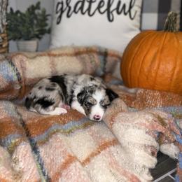 Miniature Australian Shepherd Puppies from B my Sunshines Mini Aussies